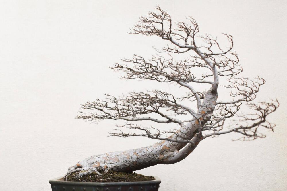 Chinese Elm, training date unknown