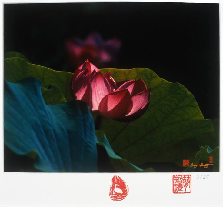 Lotus-Echos of Light