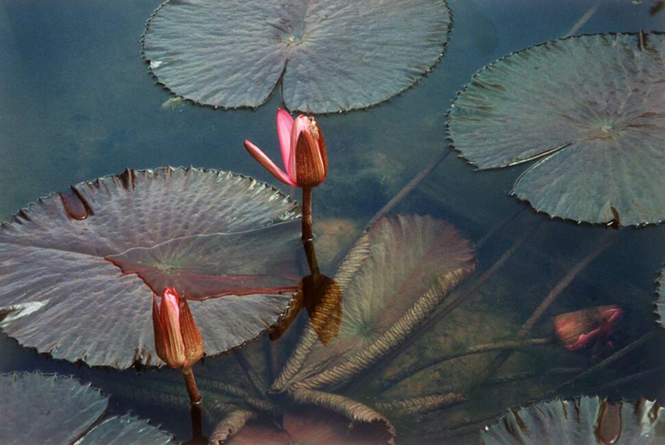 Pink Water Lilies I