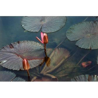 Pink Water Lilies I