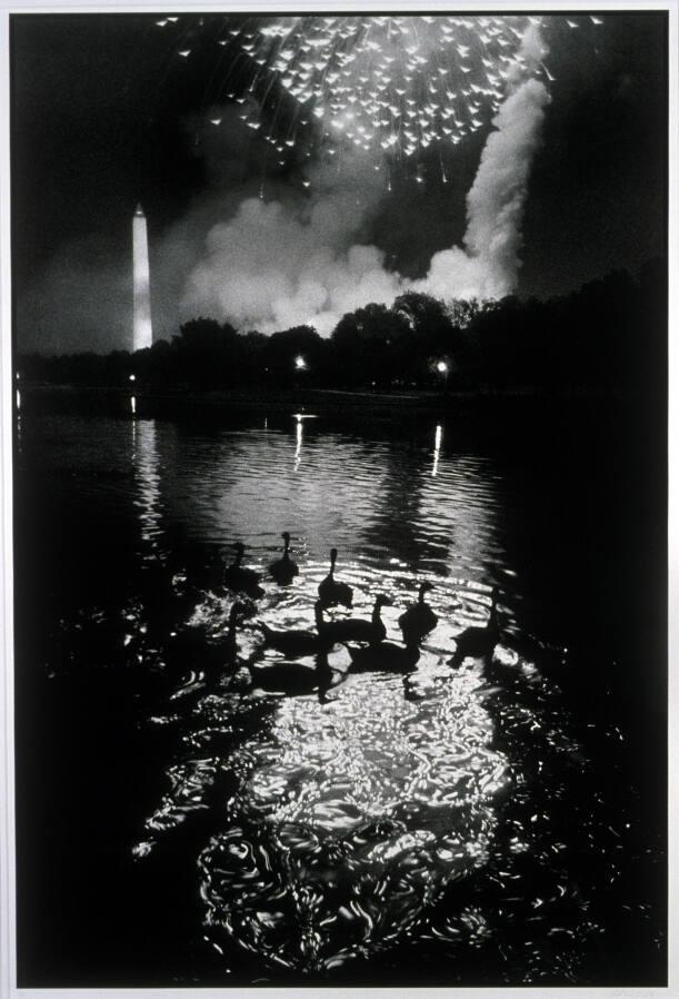 Ducks Watch Fireworks