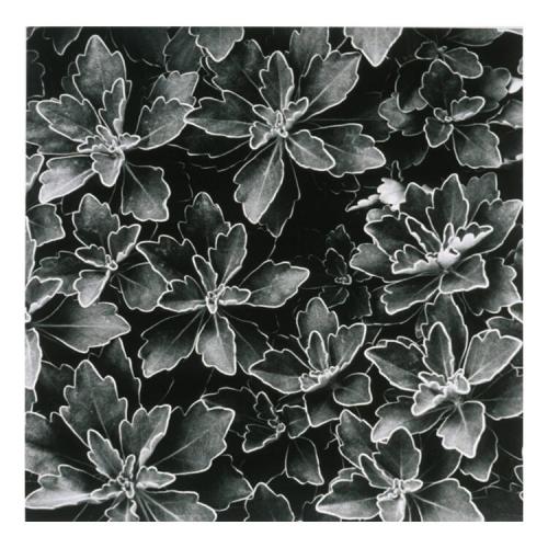 The Nature Series- Ground Cover Large Leaves