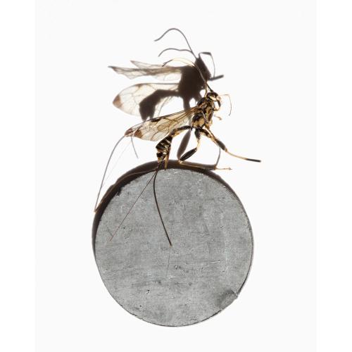 Wasp on Metal