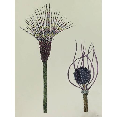 Botanical Illustrations II