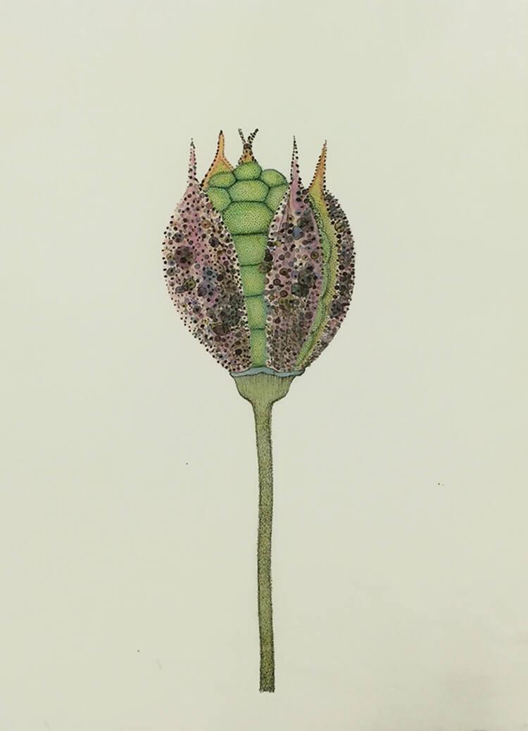 Botanical Illustrations III 