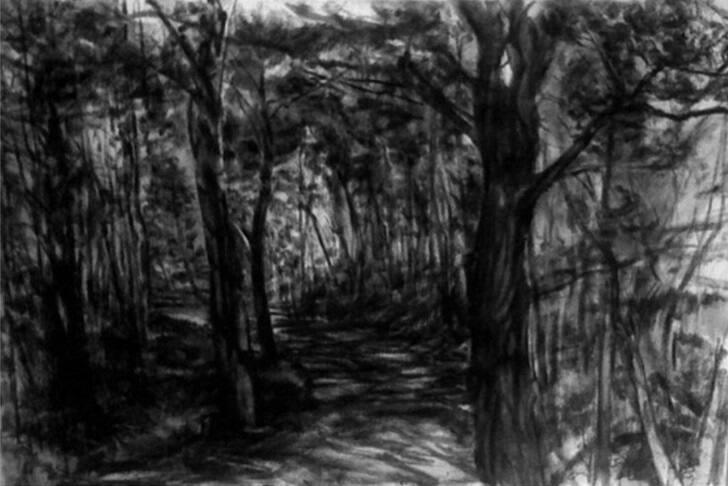 Beech Forest Path