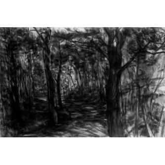 Beech Forest Path