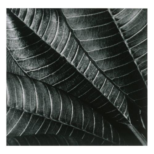 The Nature Series- Tropical Leaf Fan