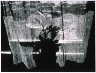 Black and White Still Life