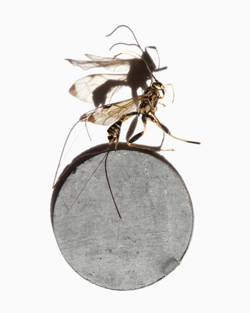 Wasp on Metal