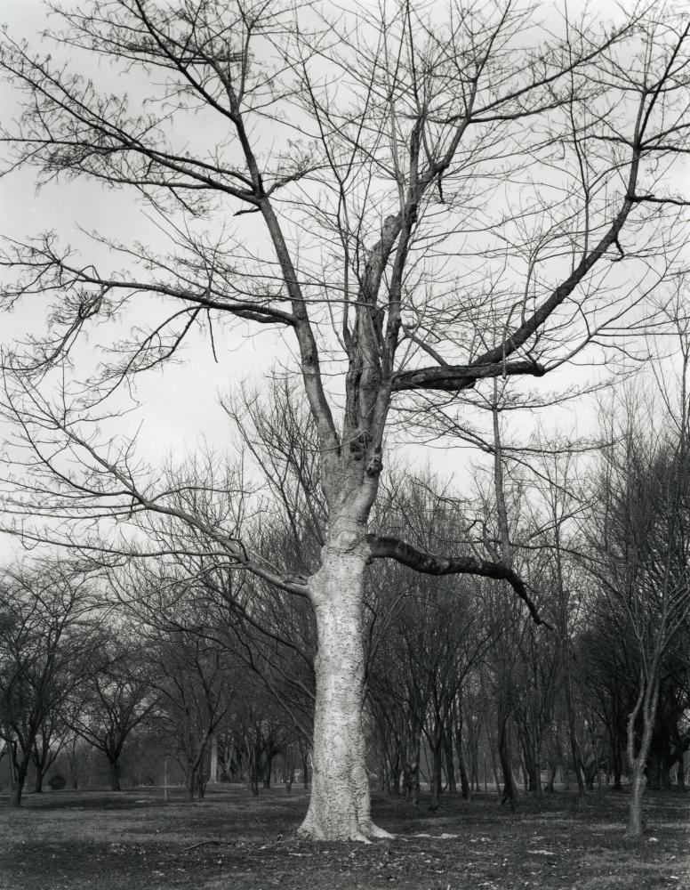 Compass Tree, winter